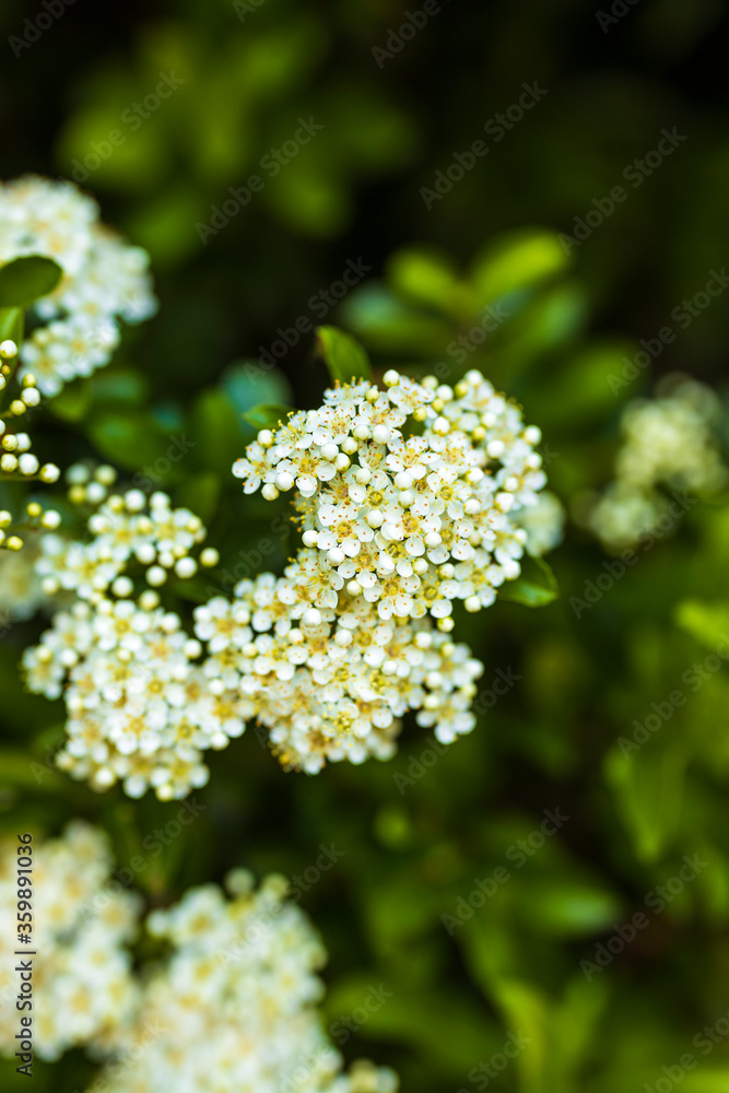 Closeup of a hawthorn bush with blooming flowers Closeup of a hawthorn bush with blooming flowers
