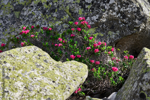 A flowering Alpenrose bush clinging onto the rocks. 