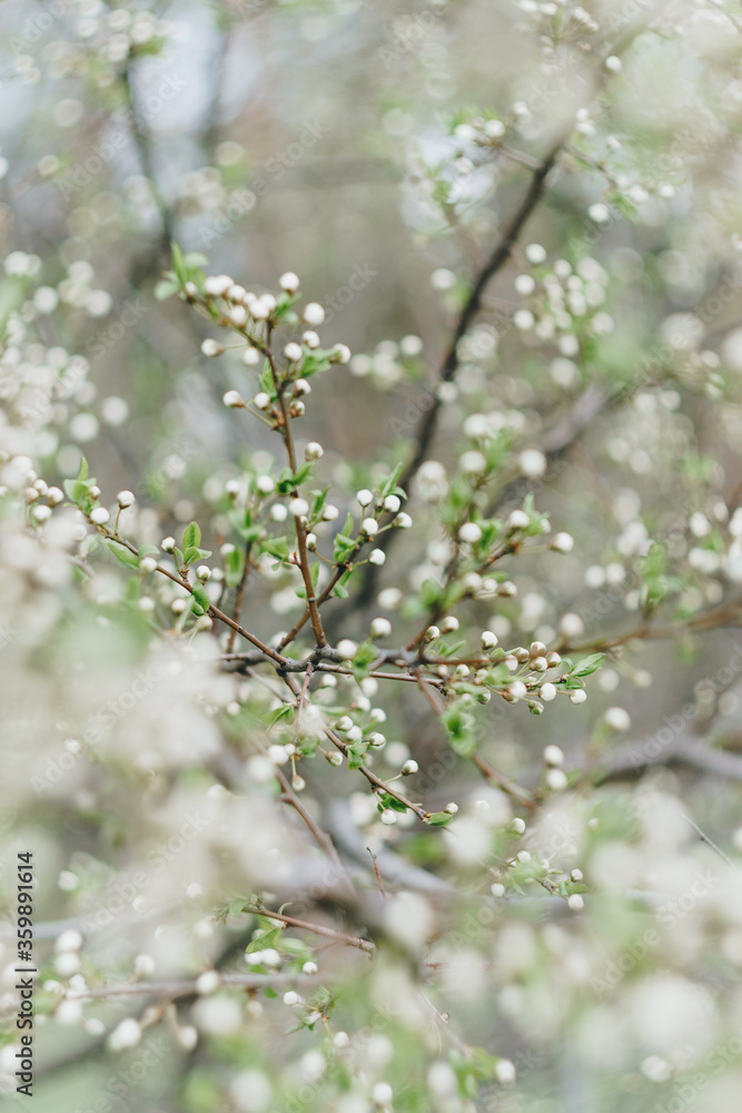 Spring white flowers on a branch without leaves Spring white flowers on a branch without leaves