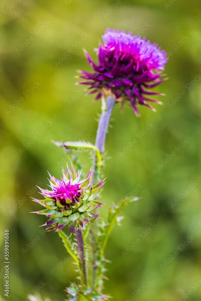 Carduus nutans. Bright purple prickly inflorescence of a weed plant on a blurred green background. Close-up