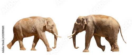 Confrontation of two male elephants. Animal psychology. © zwiebackesser