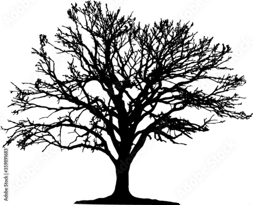 Tree silhouette on white background. Vector illustration