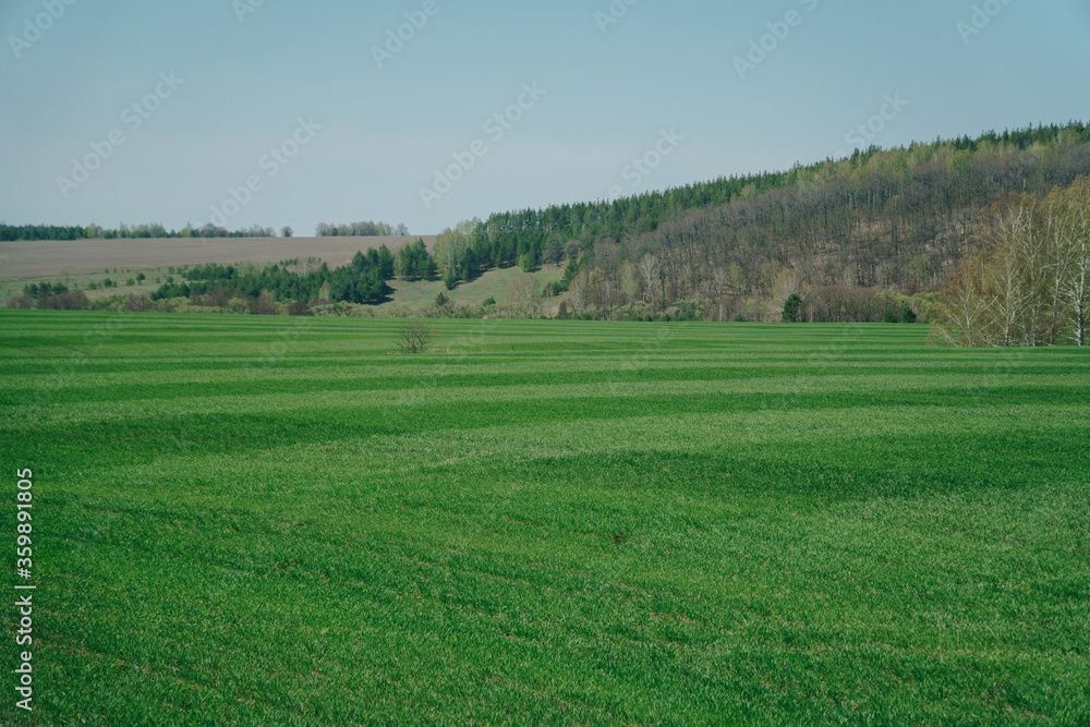 Spring green field, blue sky and hill with trees