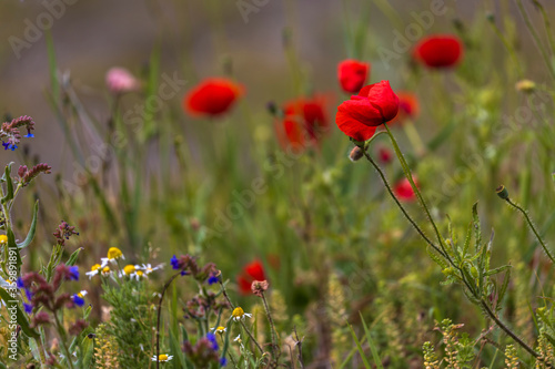 Closeup of poppy flowers over blurred background