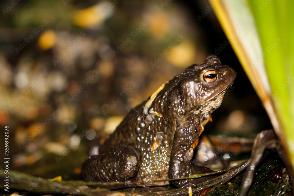 Obraz premium Nahaufnahme, Portrait einer Erdkröte (Bufo Bufo) am Rand eines Teiches. 