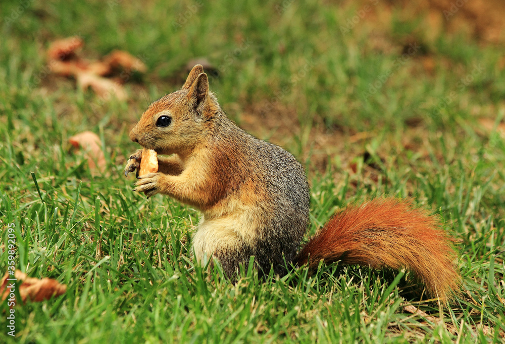 squirrel in the park squirrel in the park