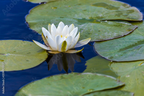 Beautiful lily  Nymphaea alba  on the Danube Delta  Romania