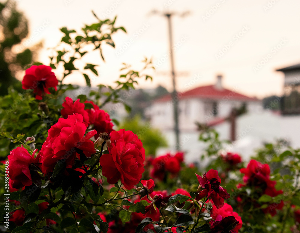 Red roses in the evening light