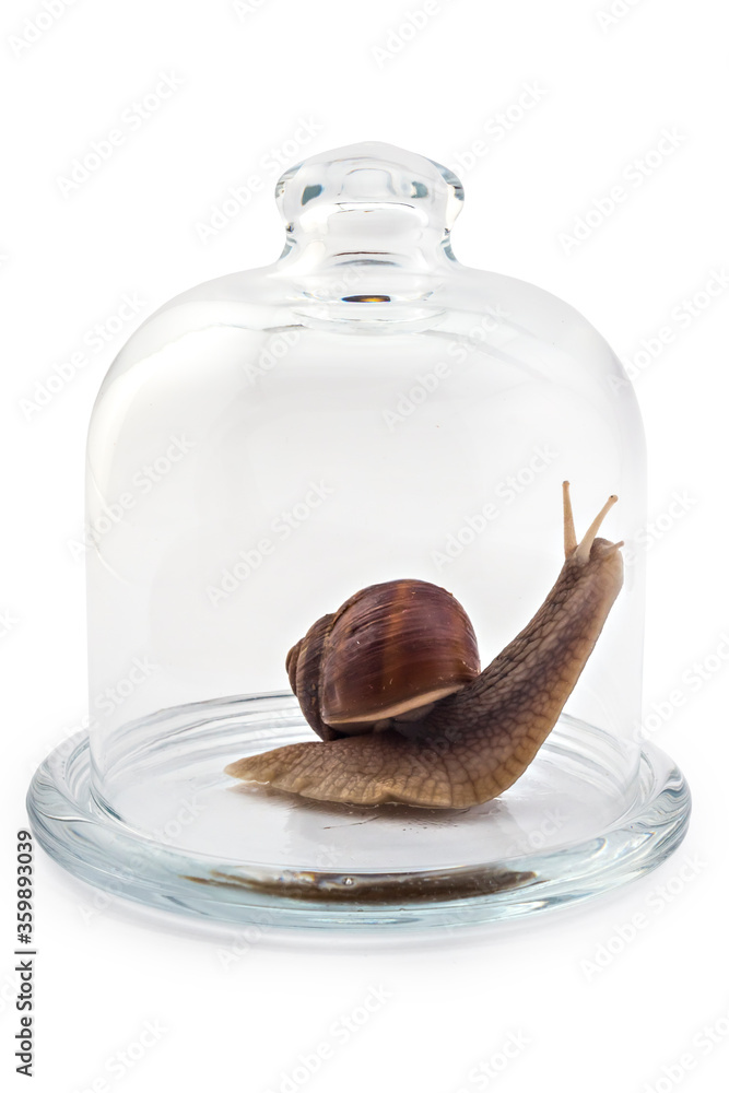Garden snail (Helix aspersa) under the glass bell jar, isolated on
