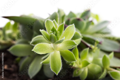 Sempervivum tectorum, Houseleek in a flowerpot. Plant on the white background © Simic Vojislav