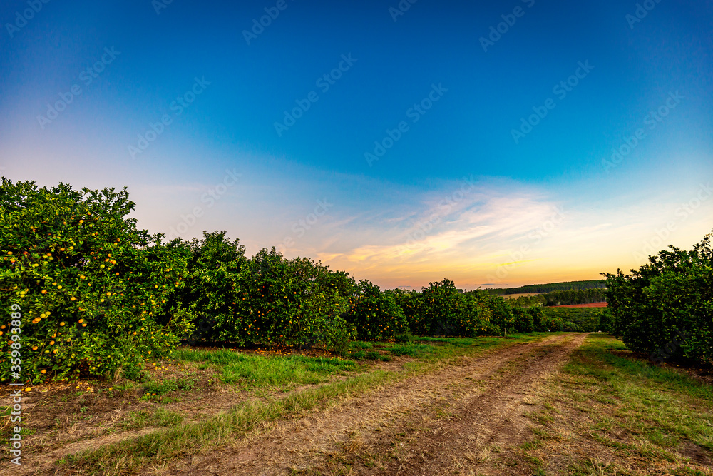 Obraz premium Orange tree plantation