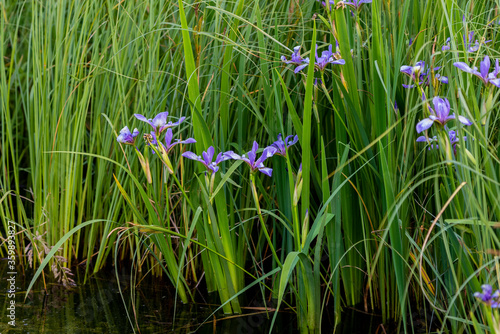 Wild irises. Irises are large, colorful, and beautiful flowers