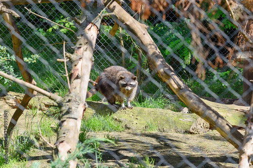 Fotografie A raccoon in captivity. Raccoon at the zoo