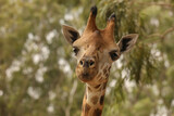 close up of giraffe face