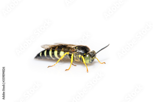 Male Sand Wasp (Bicyrtes quadrifasciatus) on white background © jwjarrett