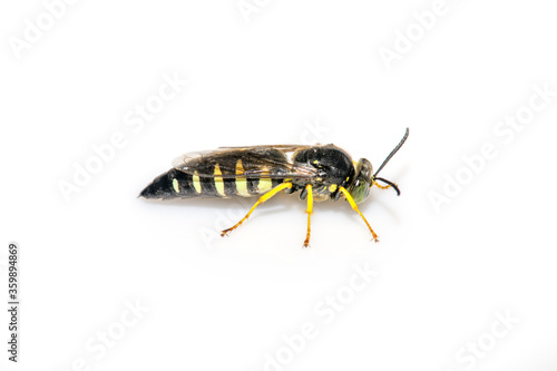 Male Sand Wasp (Bicyrtes quadrifasciatus) on white background