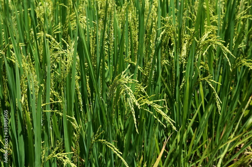 Asian Rice Plant 1