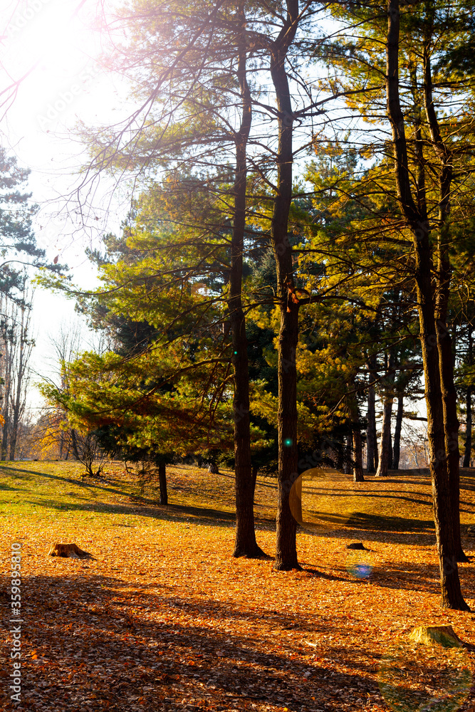 Beautiful autumn park.