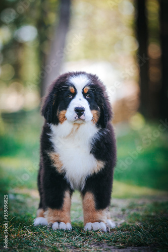 Bernese mountain dog in green park background. Active and funny bernese. 