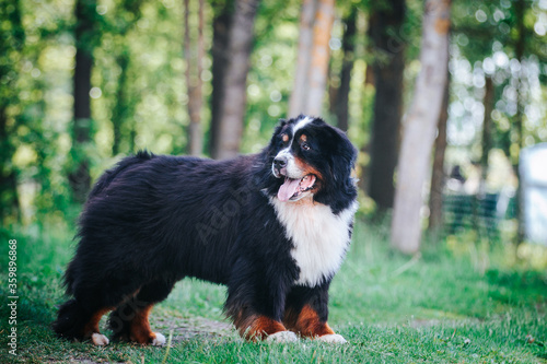 Bernese mountain dog in green park background. Active and funny bernese. 