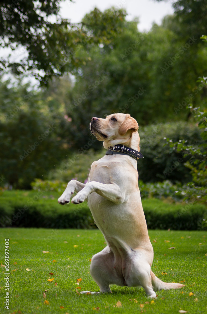 Labrador retriever in the green park.