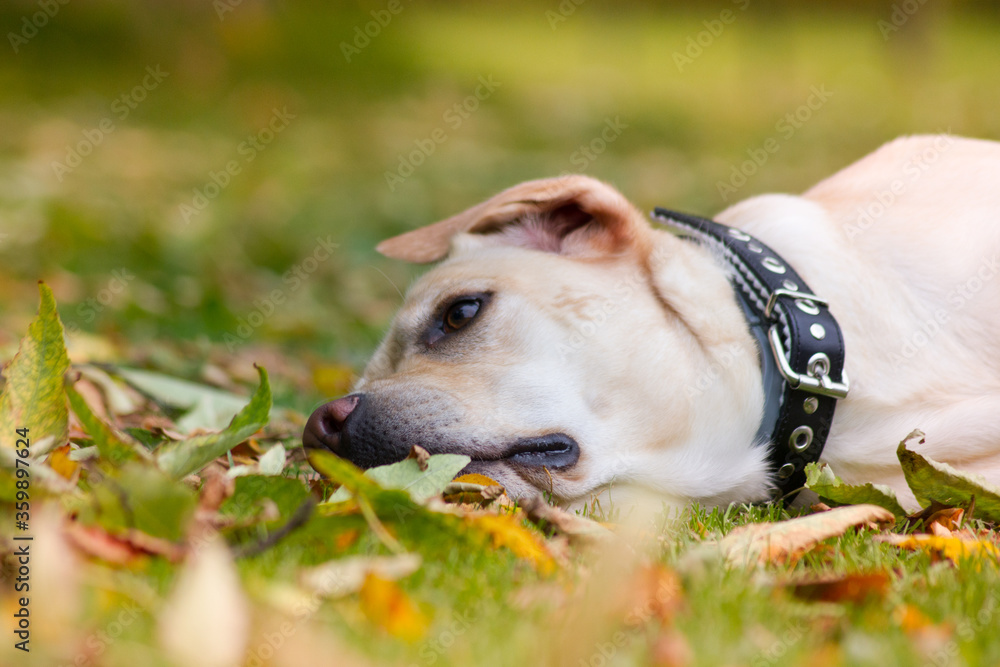 Labrador retriever in the green park.	