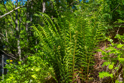 Fern plants cover the ground of the natural forest. Sunny summer day