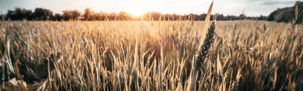 Wheat field at sunrise in Summer - obrazy, fototapety, plakaty 