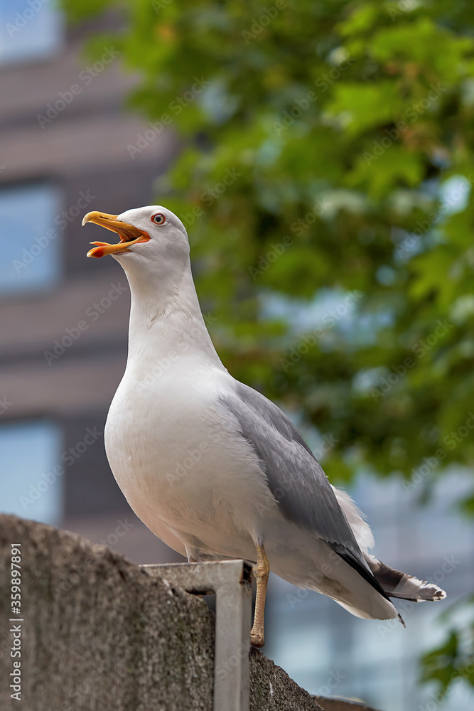 Obraz premium Marine bird Albatross sitting on fence with an open beak. On the background of houses