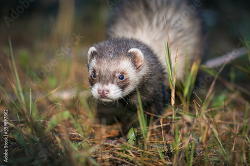 Fluffy ferret pet posing in the forest.  © Evelina