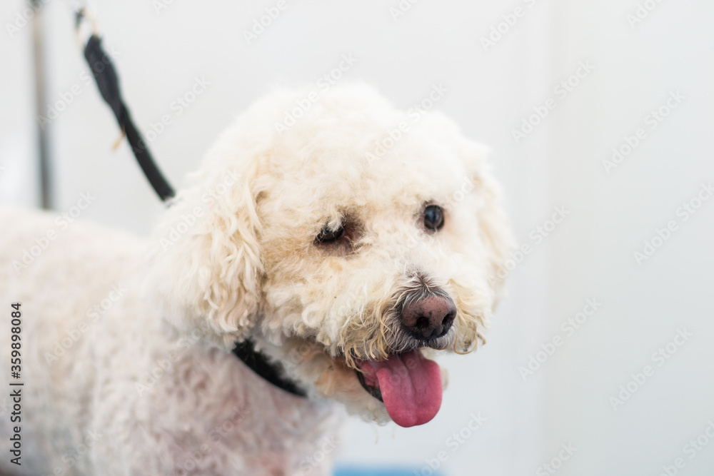 senior dog Bichon with nose depigmentation at the salon