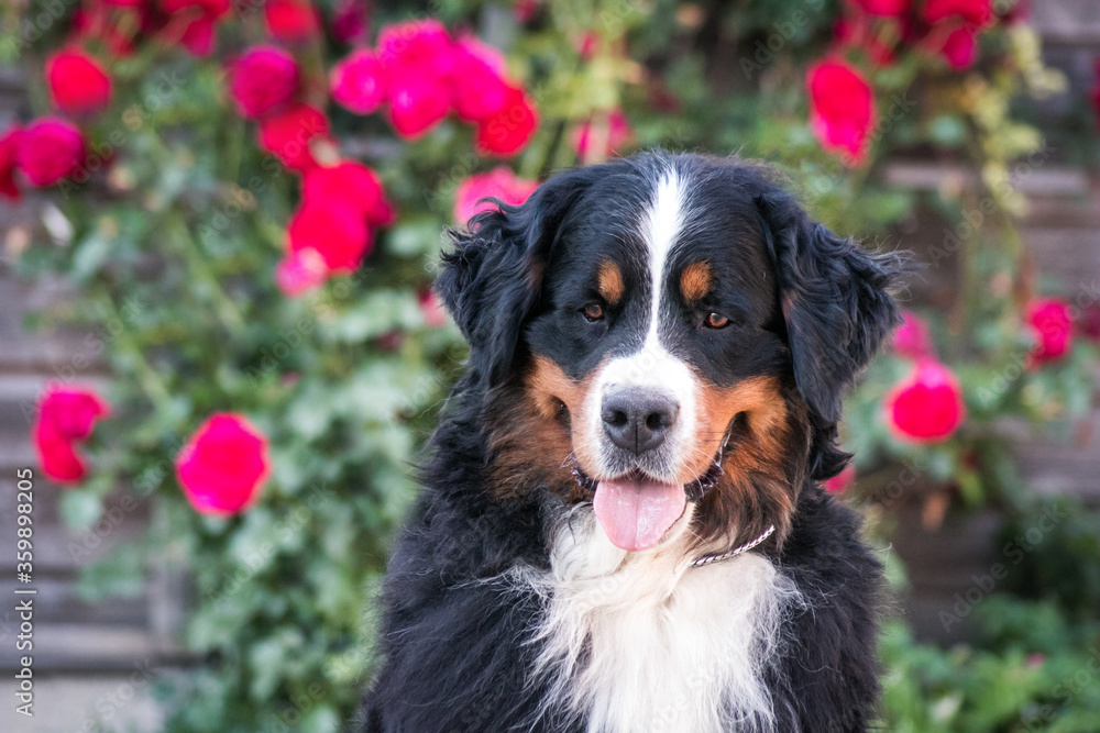 Bernese mountain dog in park roses background. Flowers around and dog.	