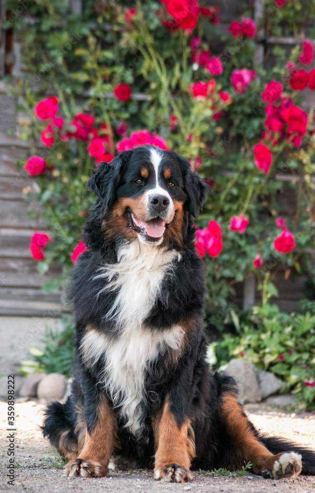 Bernese mountain dog in park  roses background.  Flowers around and dog.