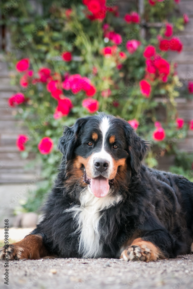 Bernese mountain dog in park roses background. Flowers around and dog.	