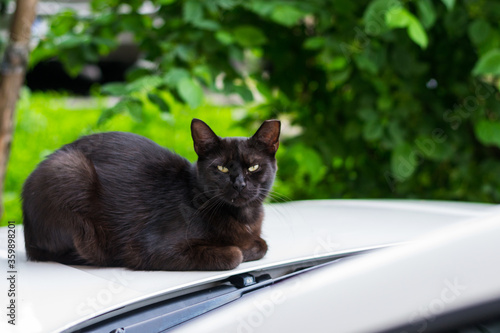 black cat with cropped ear sitting on the car. This is called “ear-tipping,” and is actually a sign that the cat has been the lucky beneficiary of a Trap/Neuter/Return effort. photo