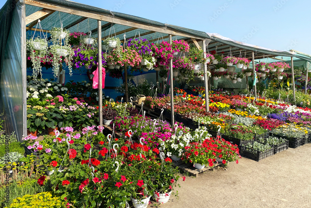 Variety blooming flowers in local market for decorating the local area. Seedlings of various flowering plants are for sale. Garden shop with flowers outdoors.