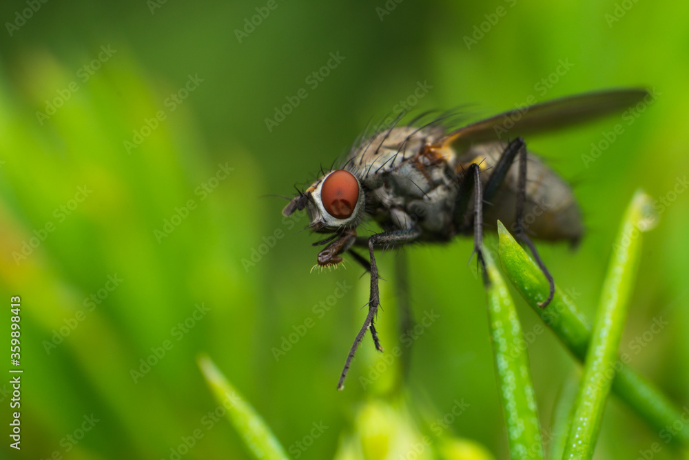 macro photo of a fly in spring season