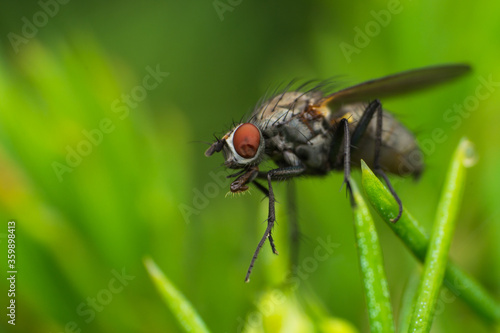 macro photo of a fly in spring season © Todorean Gabriel