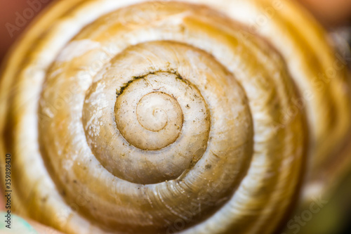 macro photo of a snail shell