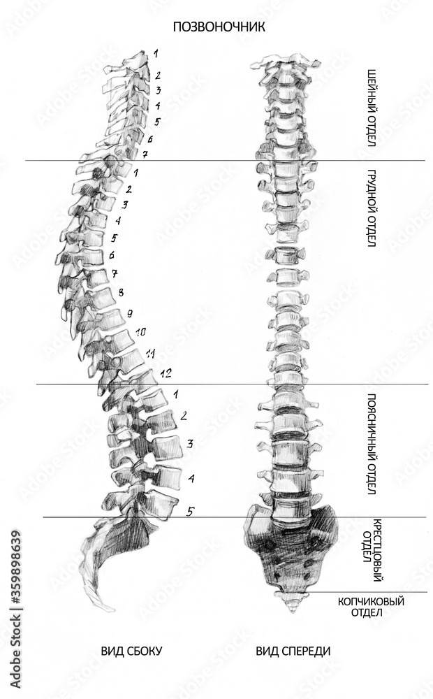 Handdrawn anatomy of the spine. Pencil drawing Stock Illustration