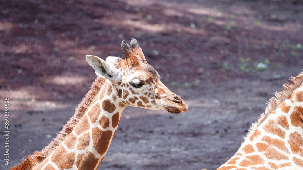 Obraz premium キリン