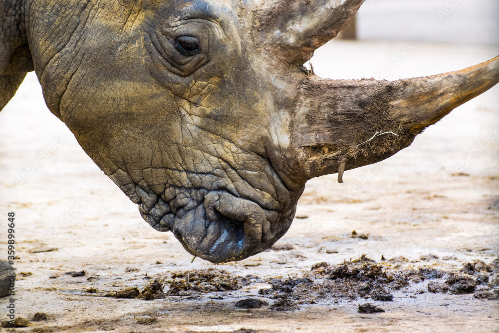 Fototapeta premium The white rhinoceros or square-lipped rhinoceros is the largest extant species of rhinoceros. It has a wide mouth used for grazing and is the most social of all rhino species