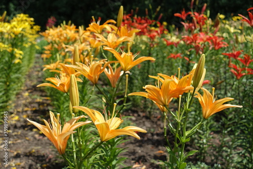 Multiple bright orange flowers of lilies in June