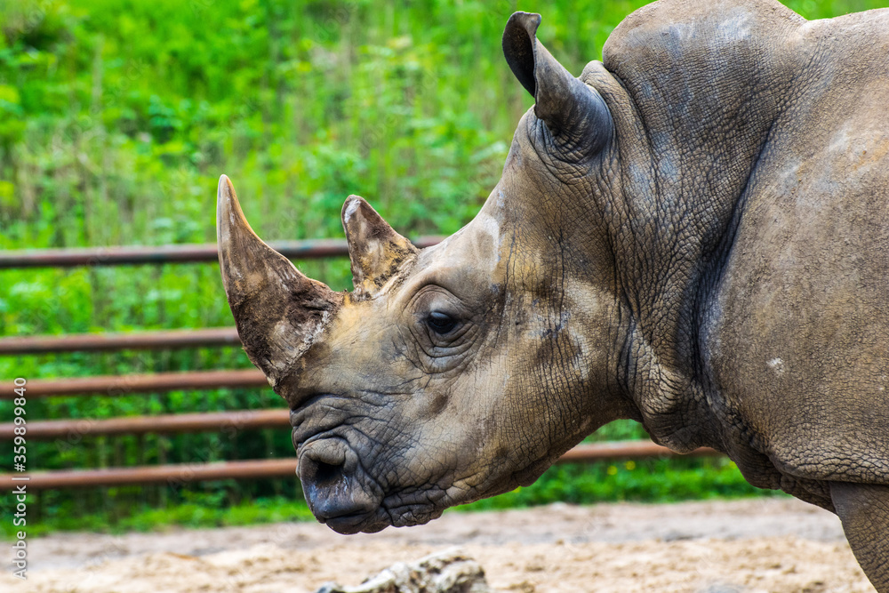 The white rhinoceros or square-lipped rhinoceros is the largest extant species of rhinoceros. It has a wide mouth used for grazing and is the most social of all rhino species The white rhinoceros or square-lipped rhinoceros is the largest extant species of rhinoceros. It has a wide mouth used for grazing and is the most social of all rhino species