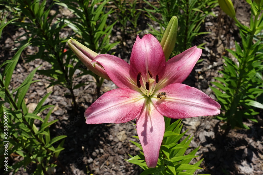 Single pink flower of true lily in mid June Single pink flower of true lily in mid June