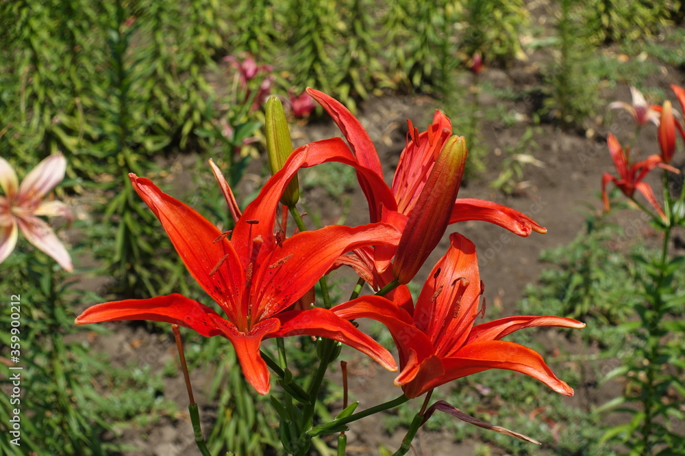 Bright red flowers of lilies in June
