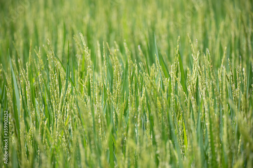 Close up of green rice field. 