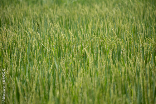 Close up of green rice field. 