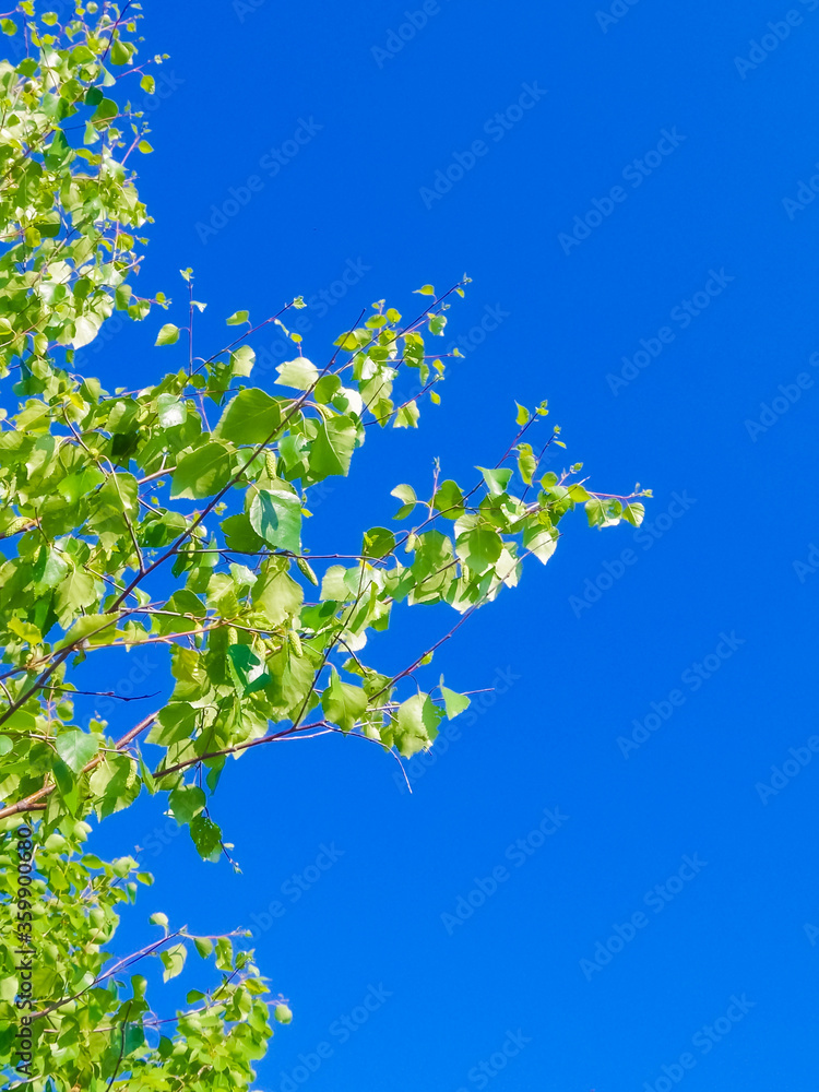 green leaves with blue sky background. Copy space for text. green leaves with blue sky background. Copy space for text.