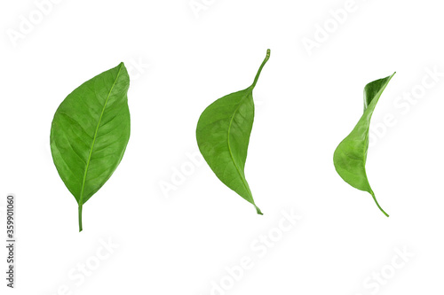 Green leaves set on white background isolated close up, fresh leaf collection, herbal illustration, plant twig, flower branch, tree sprig, natural foliage, floral design element